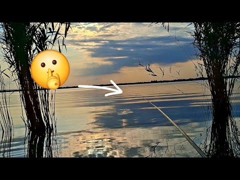 Видео: В ПОИСКАХ ОКУНЯ НА ЖИВЦА И ПРОВЕРЯЮ ЛОВУШКИ НА АМУРА 