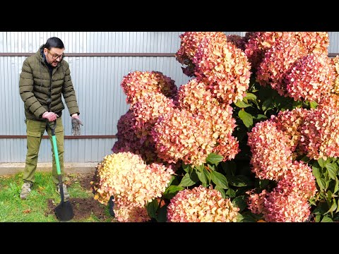 Видео: Как посадить гортензию метельчатую? Что положить в грунт при посадке?