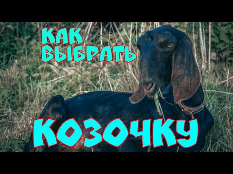 Видео: как ВЫБРАТЬ/КУПИТЬ КОЗОЧКУ. часть 1- критерии выбора молодой козочки