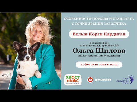 Видео: ВЕЛЬШ КОРГИ КАРДИГАН / Спикер - Шилова Ольга Борисовна