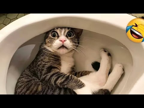 Видео: 😂 Постарайтесь не смеяться – подборка самых смешных кошек и собак 2025 года!