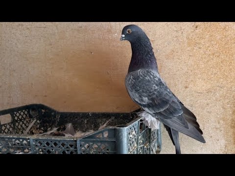 Видео: Самарканд день 2 🕊️ 02.09.2024 год.