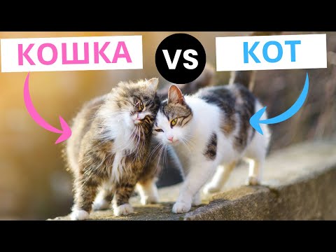 Видео: Кот или кошка — кого выбрать? Сравнение характеров