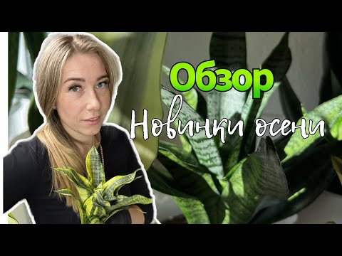 Видео: Новинки осени 2024 - обзор санс #сансы #sanseveria #сансевиерия