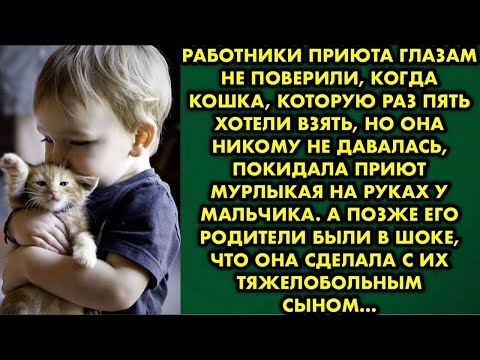 Видео: Работники приюта глазам не поверили, когда кошка, которую раз пять хотели взять, но она никому не…