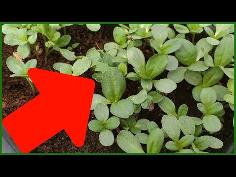 Видео: ХОТИТЕ ТОЛСТУЮ РАССАДУ ЦИНИИ!? САЖАЙТЕ ТОЛЬКО ТАК!!