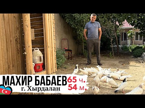 Видео: ОСТАЛИСЬ НА НОЧЬ❗️ДОСТОЙНОЕ ВРЕМЯ❗️ Восьмой участник Махир Бабаев. Клуб бакинских голубей