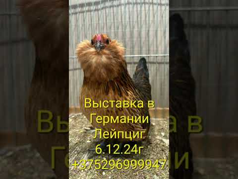 Видео: Германия выставка породной птицы, Лейпциг. 6 декабря 2024г. Куры ,голуби и кролики