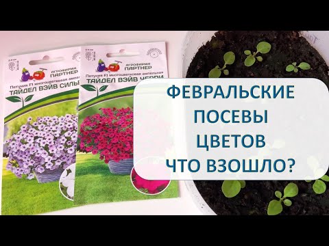 Видео: Посевы цветов - петуния, виола, бакопа, экзакум, лобелия. Что взошло, а что нет.