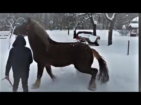 Видео: Коні Ваговози. В Березові Жеребець вартий уваги