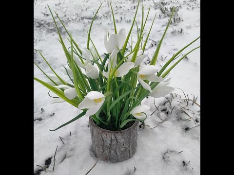 Видео: Snowdrops made of foamiran / Підсніжники з фоамірану без молдів / Квіти з фоамірану / МК/DIY