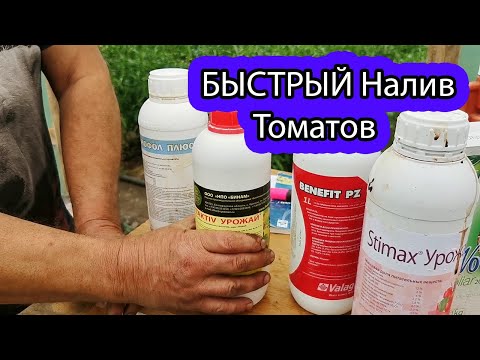 Видео: [Быстрый Налив] Плодов Томата |  Как Подкармливать томаты в Налив