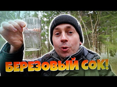 Видео: Сбор березового и кленового сока. Моя философия. #березовыйсок