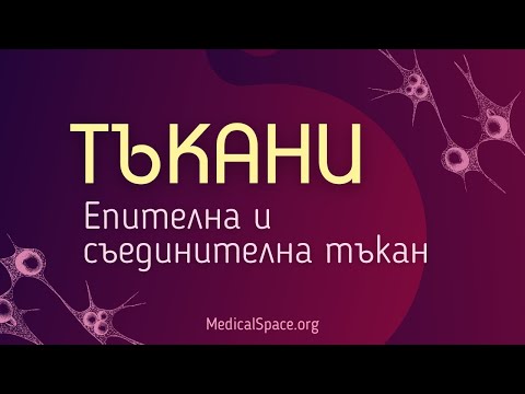 Видео: КСК: Тъкани. Епителна и съединителна тъкан