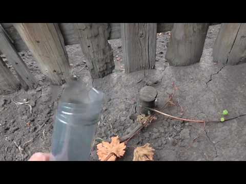 Видео: Избавиться от пня и поросли при помощи амиачной селитры