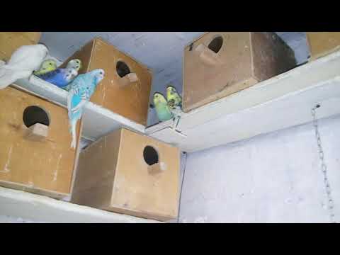 Видео: Волнистые попугаи,содержание и разведение попугаев!