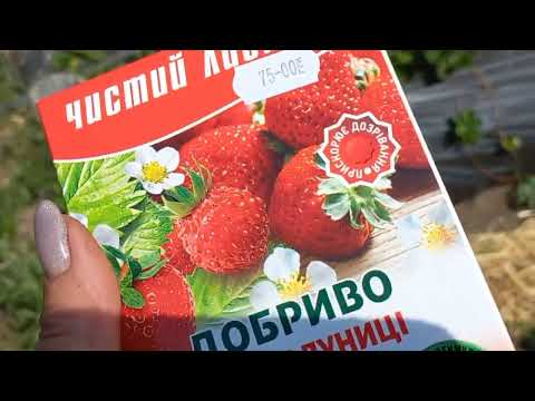 Видео: чим  я підживлюю полуницю