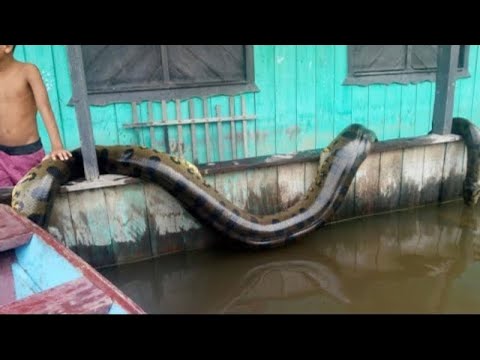 Видео: Он Зря Начал Снимать на Камеру Эту Гигантскую Анаконду