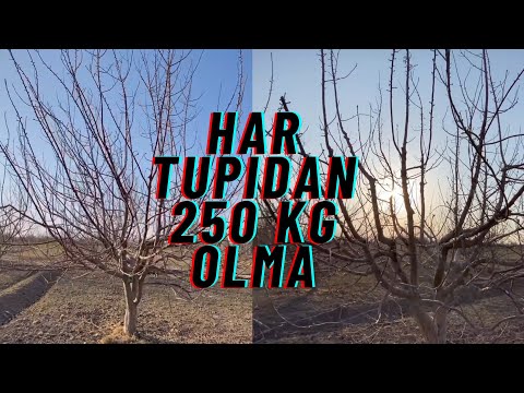 Видео: Катта олма дарахтига шакил бериш | Katta olma daraxti shakil berish