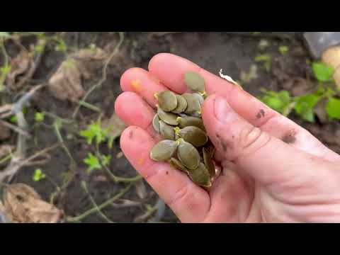 Видео: 🎃Вирощування гарбузів Енцо на волині🎃