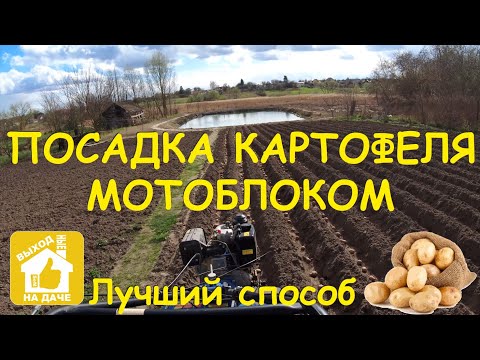 Видео: Лучший способ посадки картофеля 🥔 мотоблоком с двухрядным окучником  Два способа засыпки картофеля