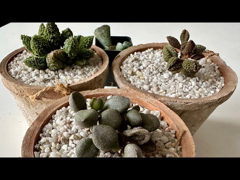 Видео: Адромискусы/ Adromischus. Когда листья востановят водный баланс, после обезвоживания ⁉️16.11.24