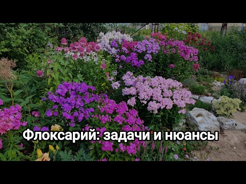 Видео: Флоксарий: пожалуй самая яркая частичка моего сада