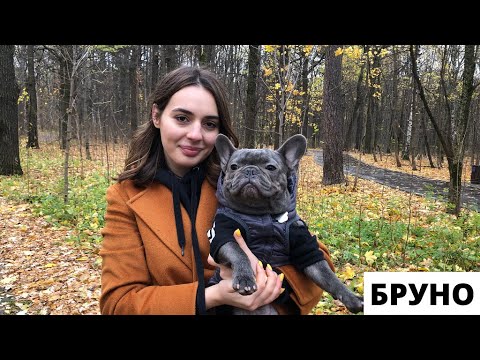 Видео: БУЛЬДОГ Съел МИКРОФОН/БРУНО/#французскийбульдог #бульдог