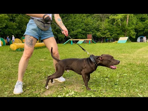 Видео: Питбуль шоу Золотой Кубок-2022. Пит-стафф многоборье 3 июля "Jump'n'Gym Fest"!