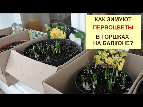 Видео: Как зимуют гиацинты, тюльпаны, нарциссы, крокусы, мускари, сциллы (первоцветы) в горшках на балконе?