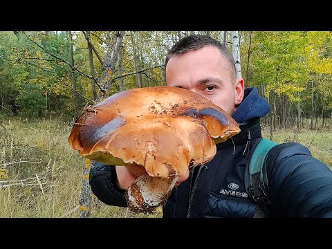 Видео: Що ходун виходить — те сидун не висидить!