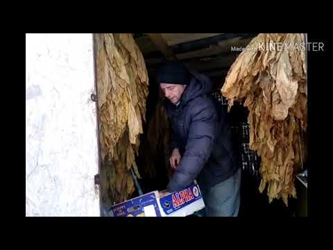 Видео: Блендируем табак по русски.