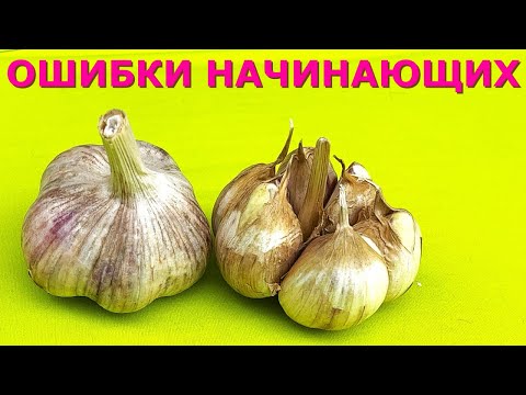 Видео: Чеснок на посадку Какой чеснок можно сажать?