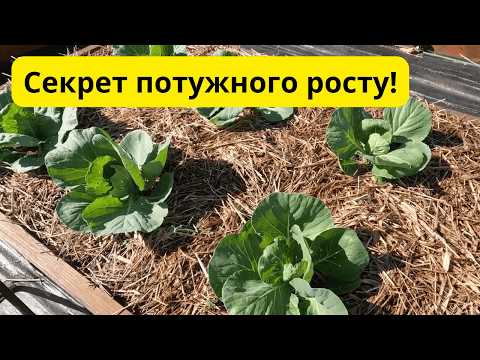 Видео: Рання капуста восени: секрет швидкого врожаю. Обробка від білокрилки.