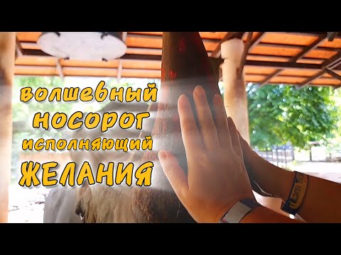 Видео: Волшебные НОСОРОГИ, свистящие СЛОНЫ и самые ОПАСНЫЕ ПТИЦЫ в мире. Кхао Кхео "по-новому"