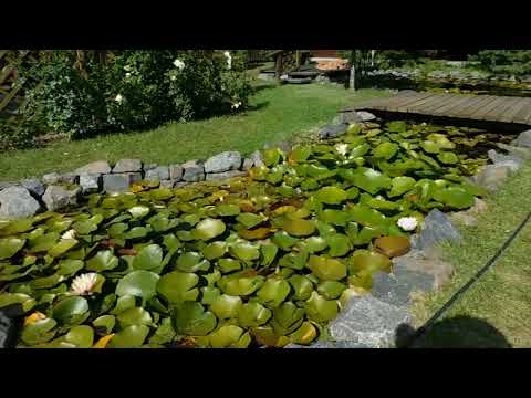 Видео: Сад утопает в цветах . да каких...!!!! Приехали в гости к Жанне.