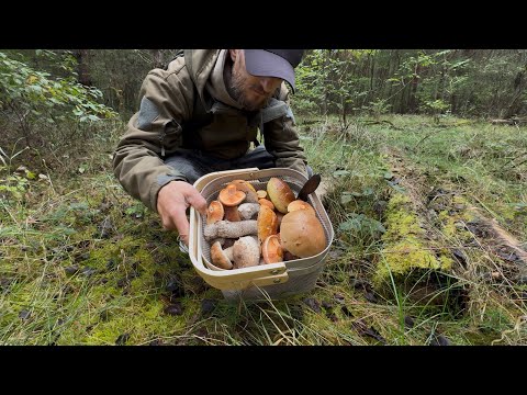 Видео: 14 ВИДОВ СЪЕДОБНЫХ ГРИБОВ, ЗА ОДИН ВЫХОД!!! МЕЧТА ГРИБНИКА!!!