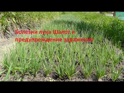 Видео: Болезни лука Шалот и предупреждение заражения