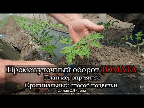 Видео: Промежуточный оборот томата. Оригинальный способ подвязки