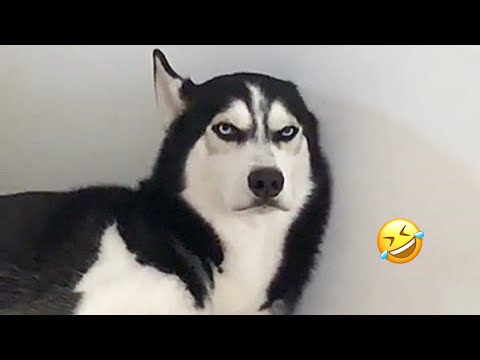 Видео: САМЫЕ СМЕШНЫЕ хаски | Обычные собаки против хаски 🤣 | 10 минут лучших видео | Часть 11