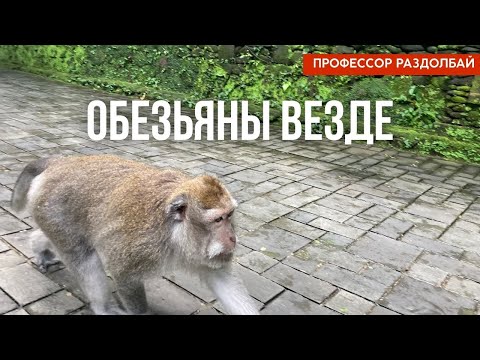 Видео: Попал в лес обезьян на Бали. Куда сходить на Бали