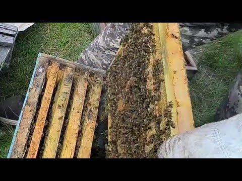 Видео: Весеннее развитие пчелосемей: Пересадка в 10-рамочные улья