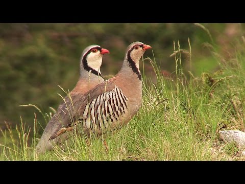 Видео: Резерват Ореляк / Orelyak Reserve