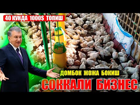 Видео: ДОМБОК  ЖУЖА  БОКИШ  БИЗНЕСИ   40 КУНДА  1000$  ТОПИШ СИРИ  !