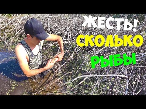 Видео: Ловлю рыбу руками,на высохшем болоте! ЖЕСТЬ Сколько рыбы!