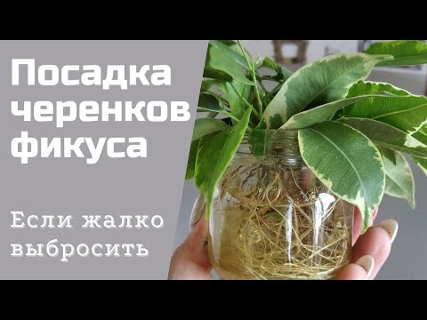 Видео: Посадка  молодых черенков фикуса Бенджамина в грунт.