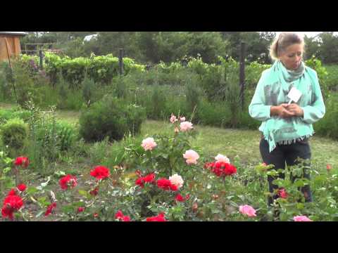 Видео: Цветение Роз