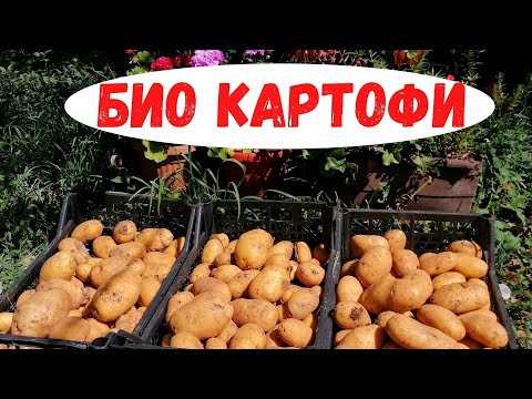 Видео: Отглеждане на био картофи от засяване до вадене.