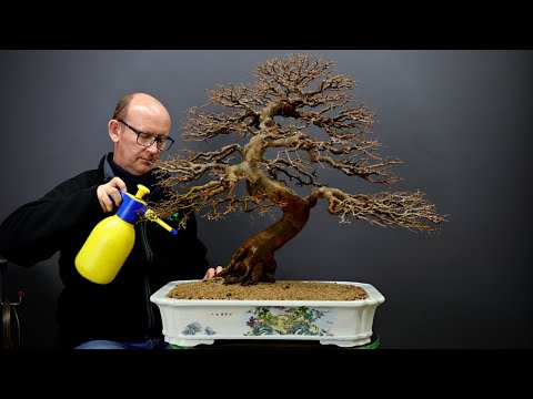 Видео: Пересадка лиственных бонсай