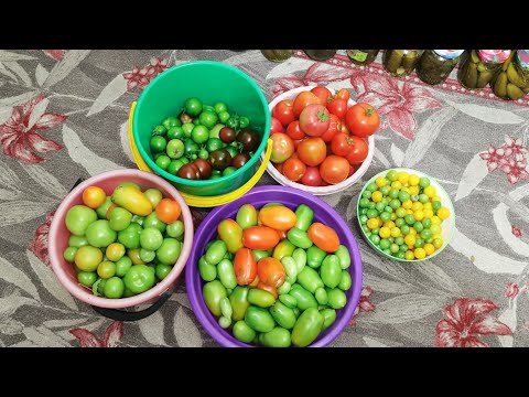 Видео: Огород в деревне на 24 сентября собираю урожай томатов! Таз помидор с куста! 